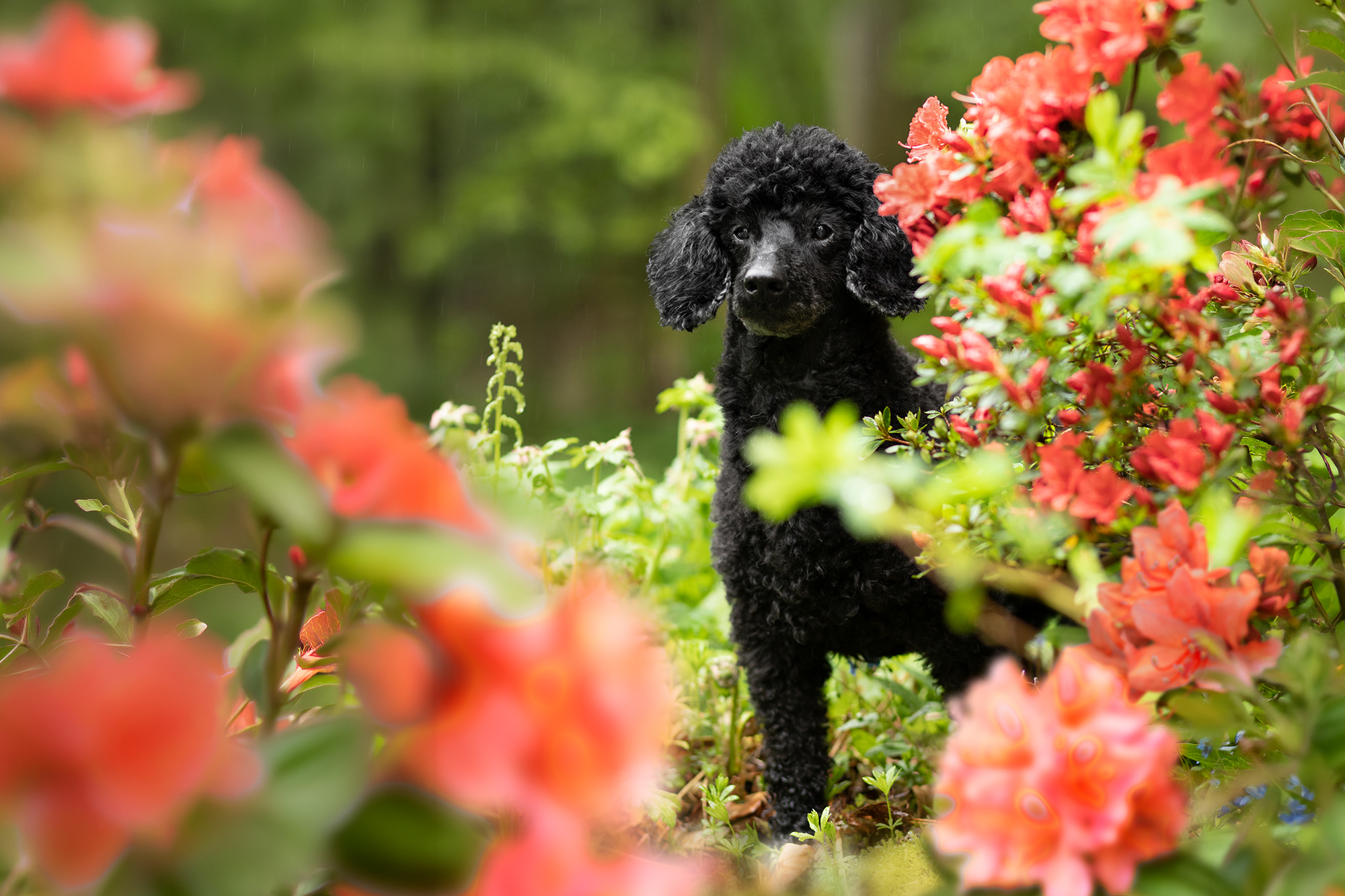 webseite_Aphra_hoch_Rhodo