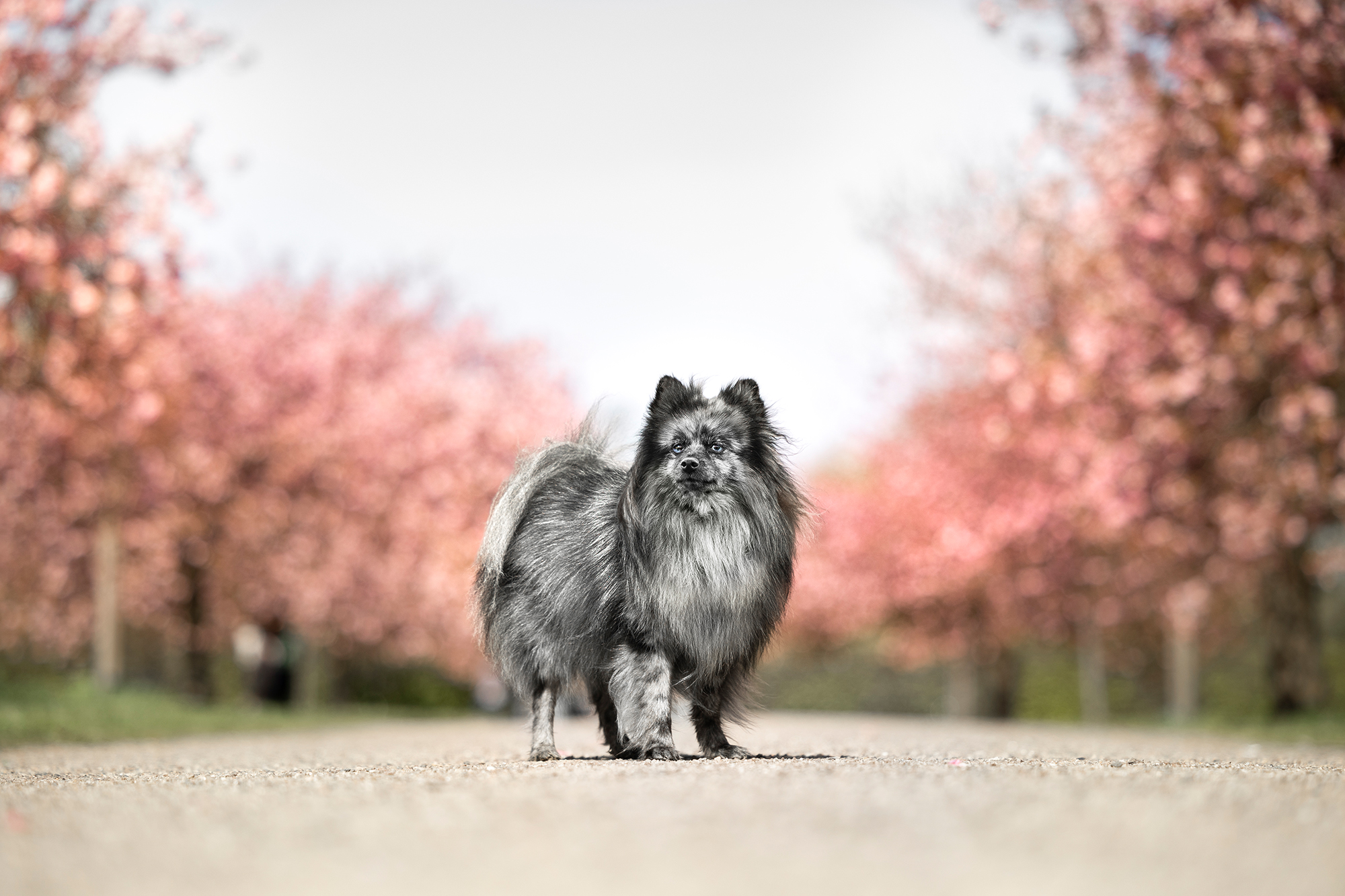 webseite_Chico_Kirschblüte-015