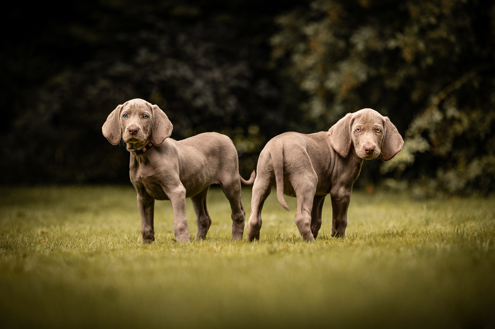 webseite_weimaraner_Welpen-50