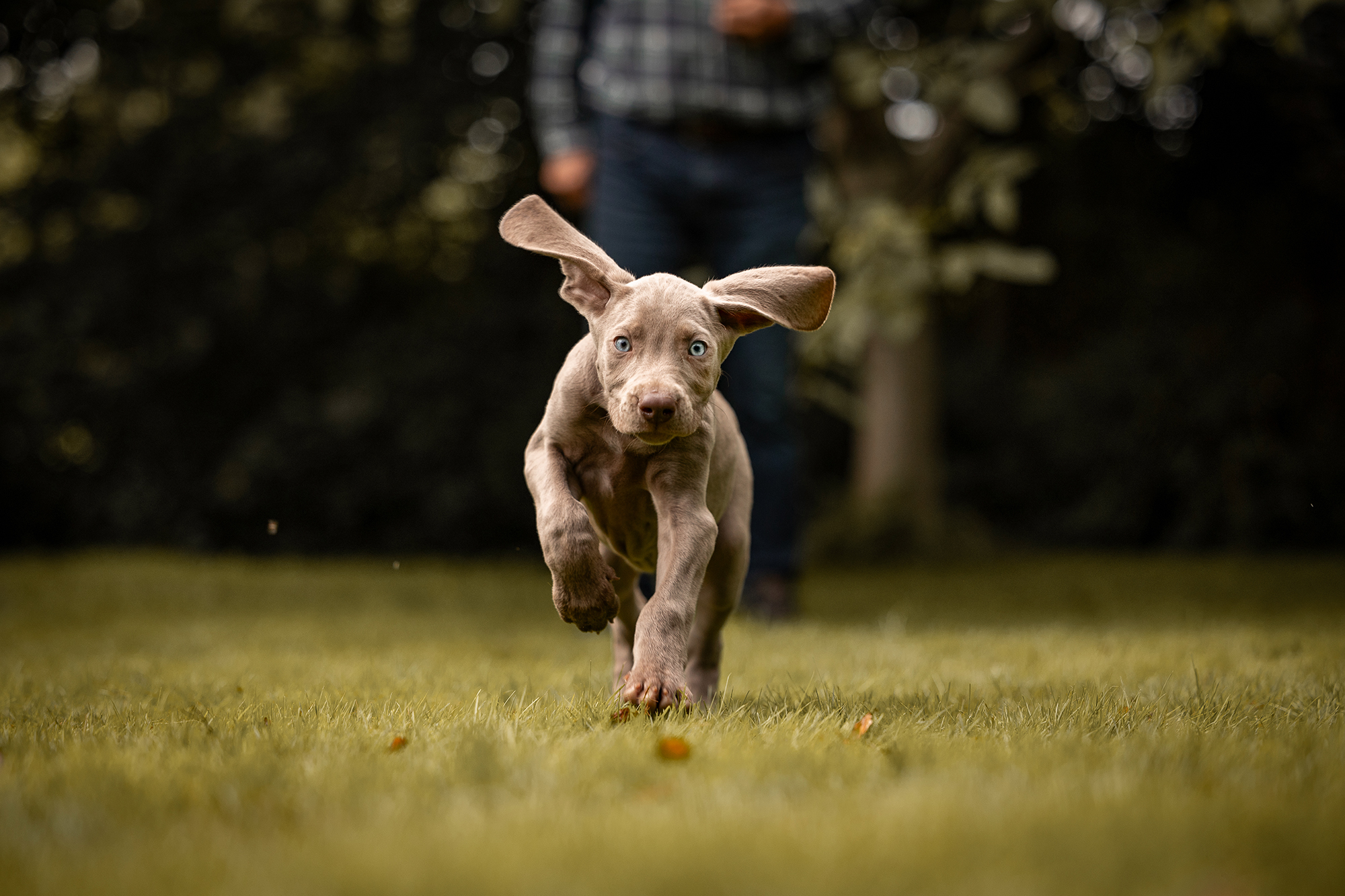 webseite_weimaraner_Welpen-66