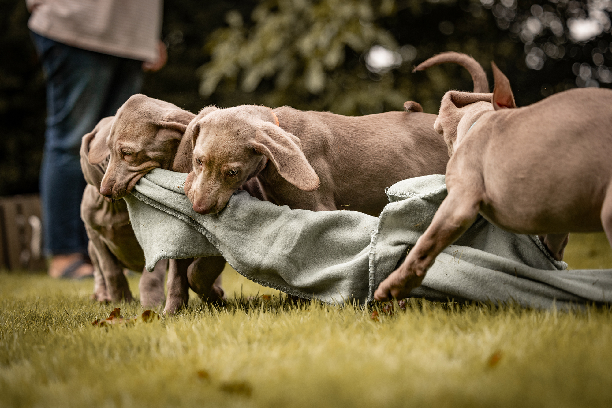 webseite_weimaraner_Welpen-69