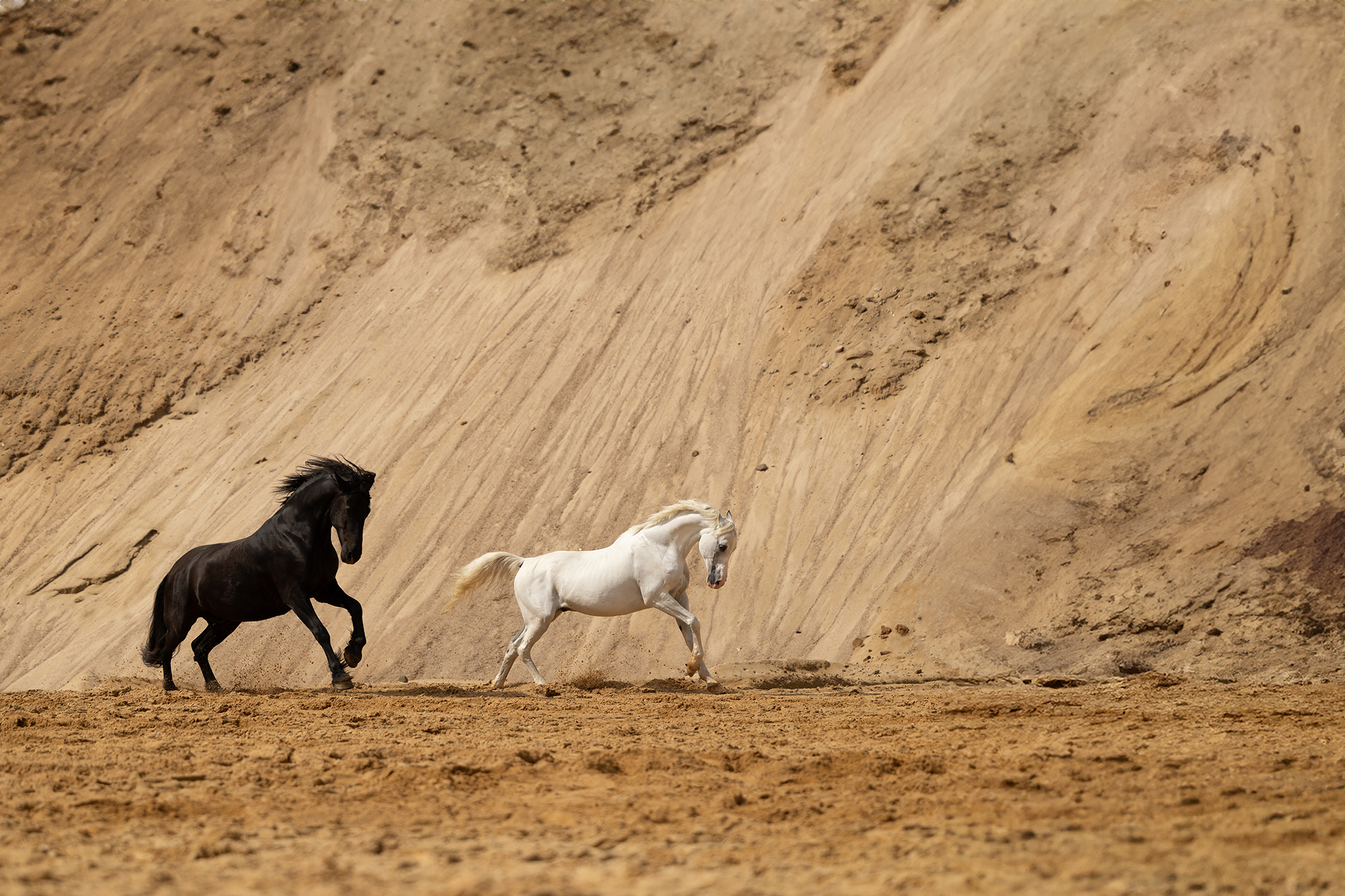 Webseite_Wüste_Diego-018-Edit